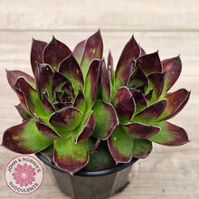 Load image into Gallery viewer, Sempervivum &#39;Jolly Green Giant&#39;
