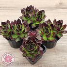 Sempervivum 'Jolly Green Giant'