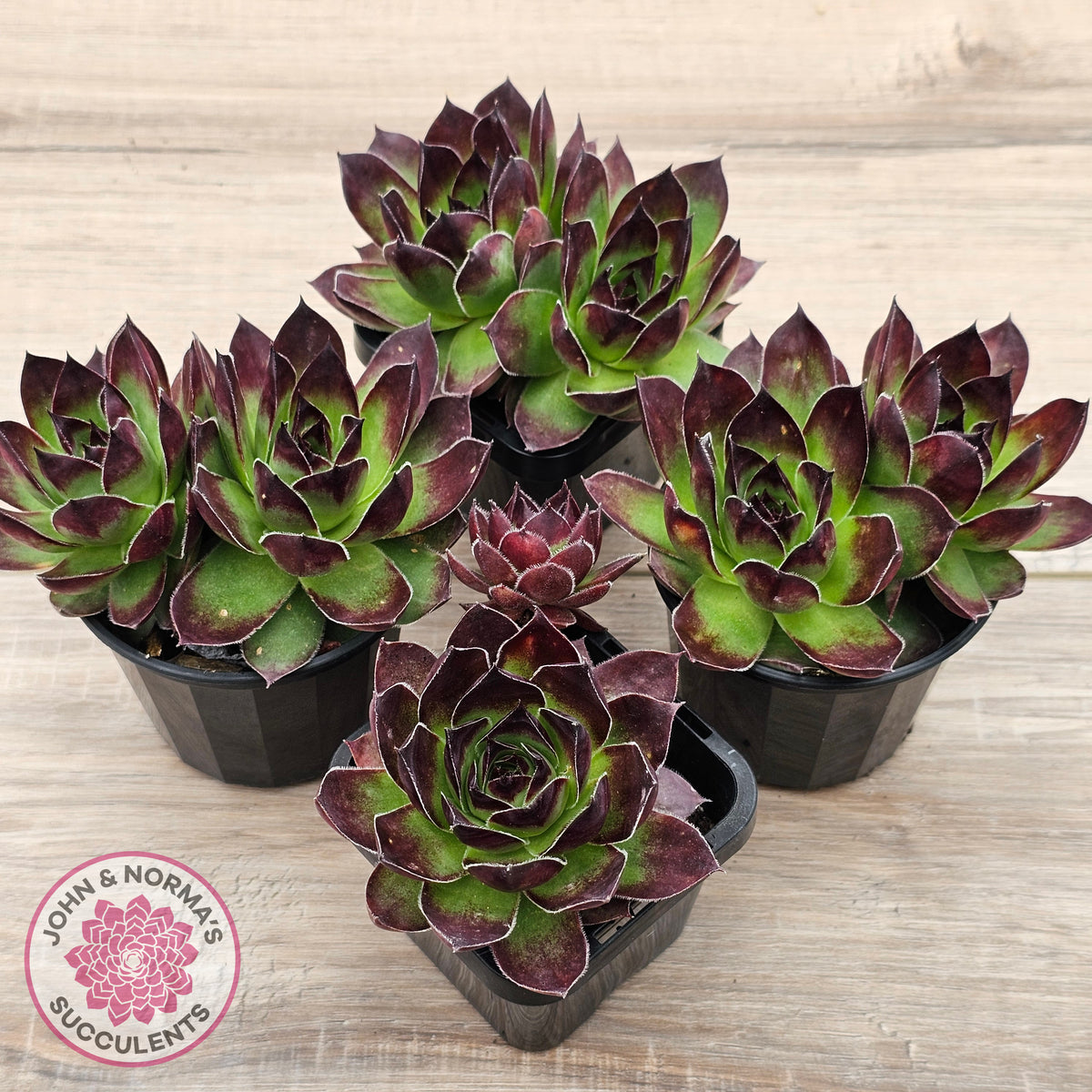 Sempervivum 'Jolly Green Giant'