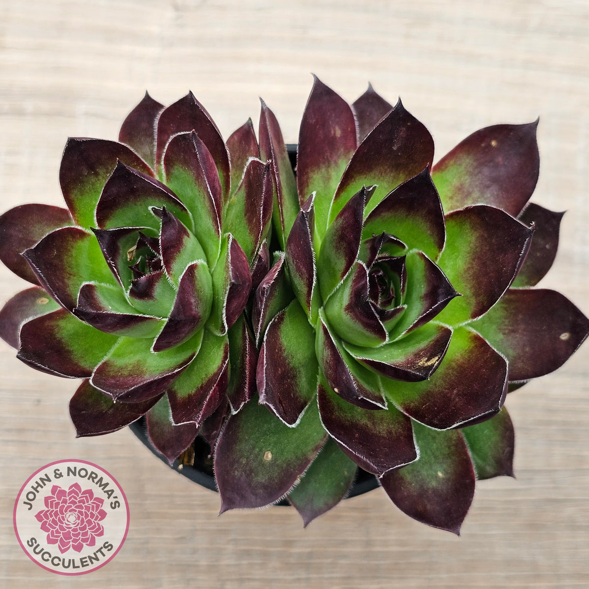 Sempervivum 'Jolly Green Giant'