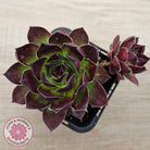 Sempervivum 'Jolly Green Giant'