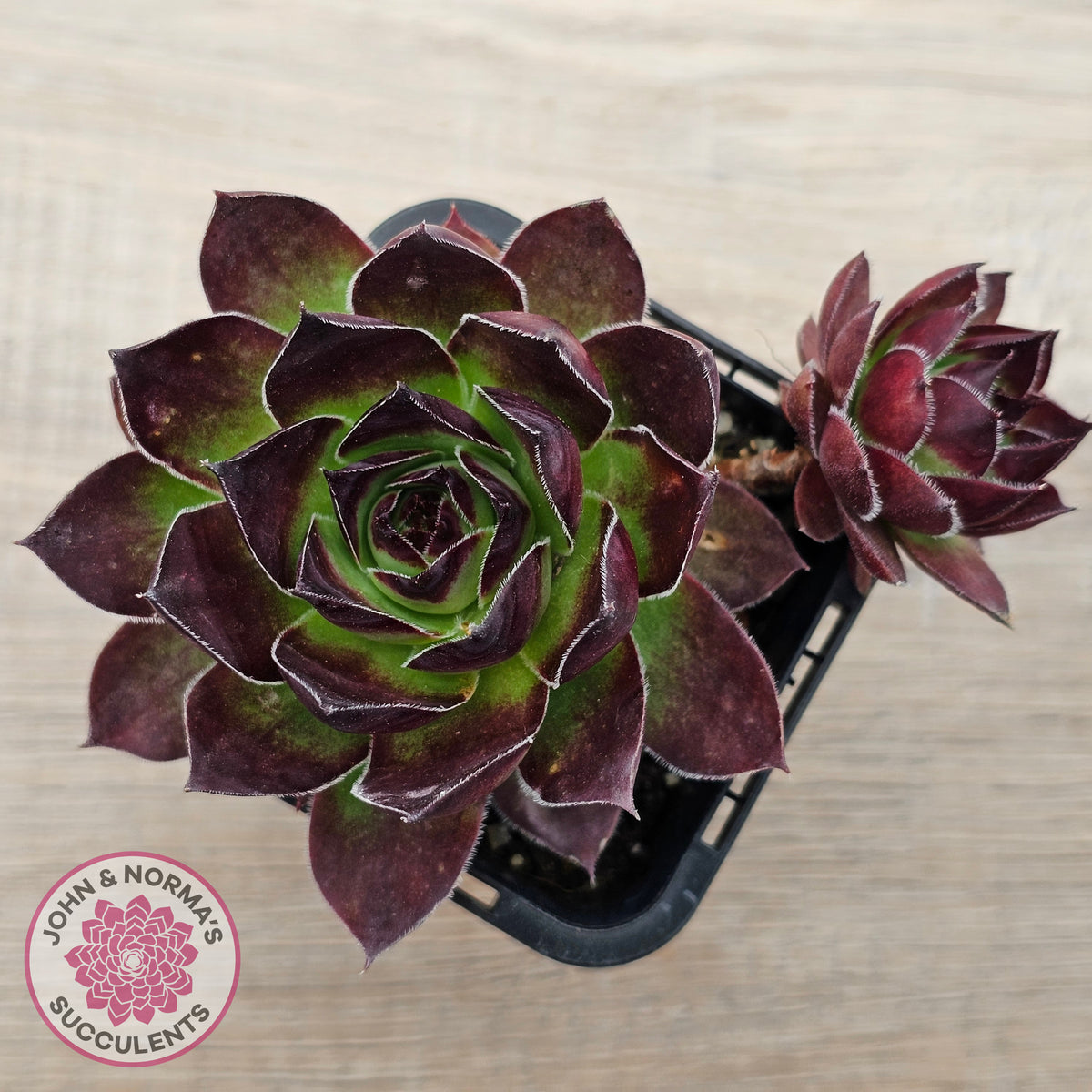 Sempervivum 'Jolly Green Giant'
