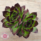 Sempervivum 'Jolly Green Giant'