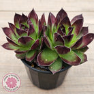 Sempervivum 'Jolly Green Giant'
