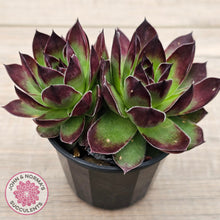 Load image into Gallery viewer, Sempervivum &#39;Jolly Green Giant&#39;
