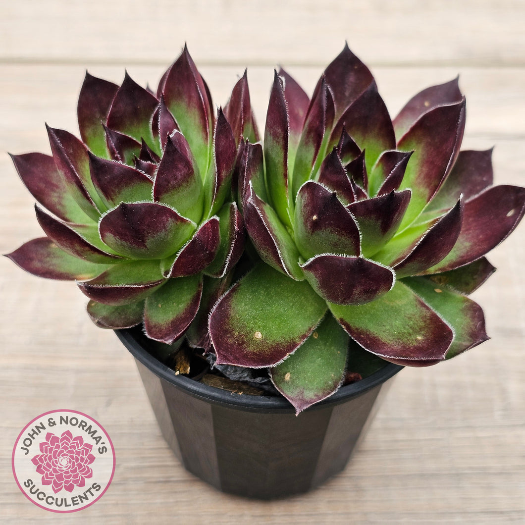 Sempervivum 'Jolly Green Giant'