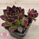 Sempervivum 'Jolly Green Giant'