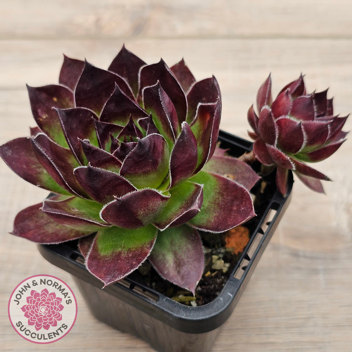 Sempervivum 'Jolly Green Giant'