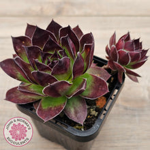 Load image into Gallery viewer, Sempervivum &#39;Jolly Green Giant&#39;
