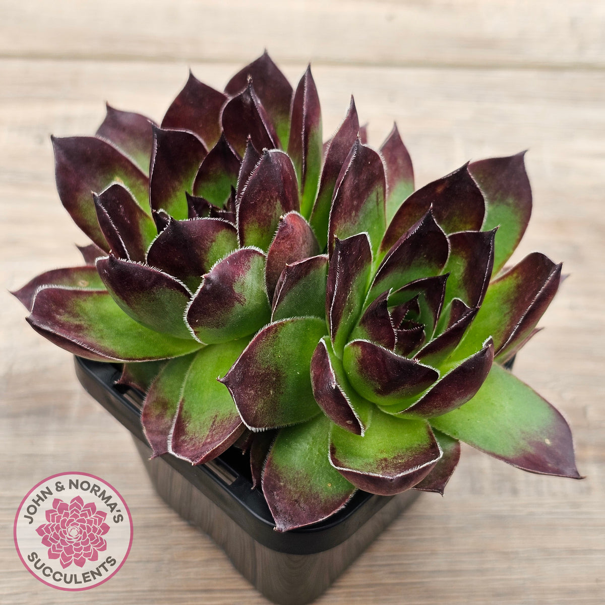 Sempervivum 'Jolly Green Giant'