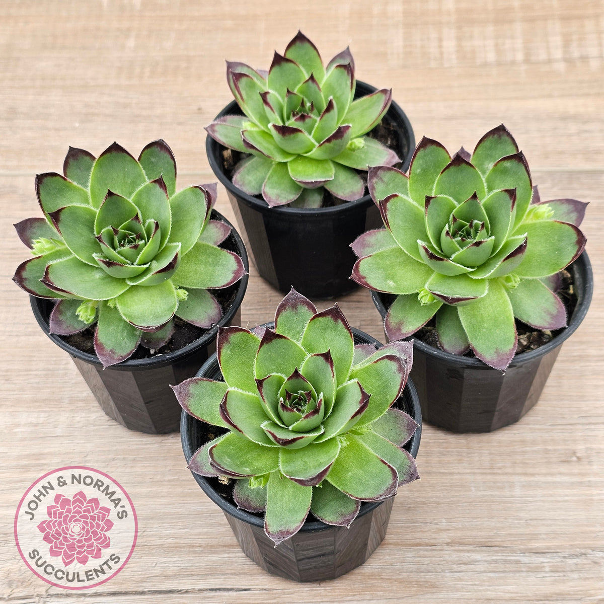 Sempervivum 'Jolly Green Giant'