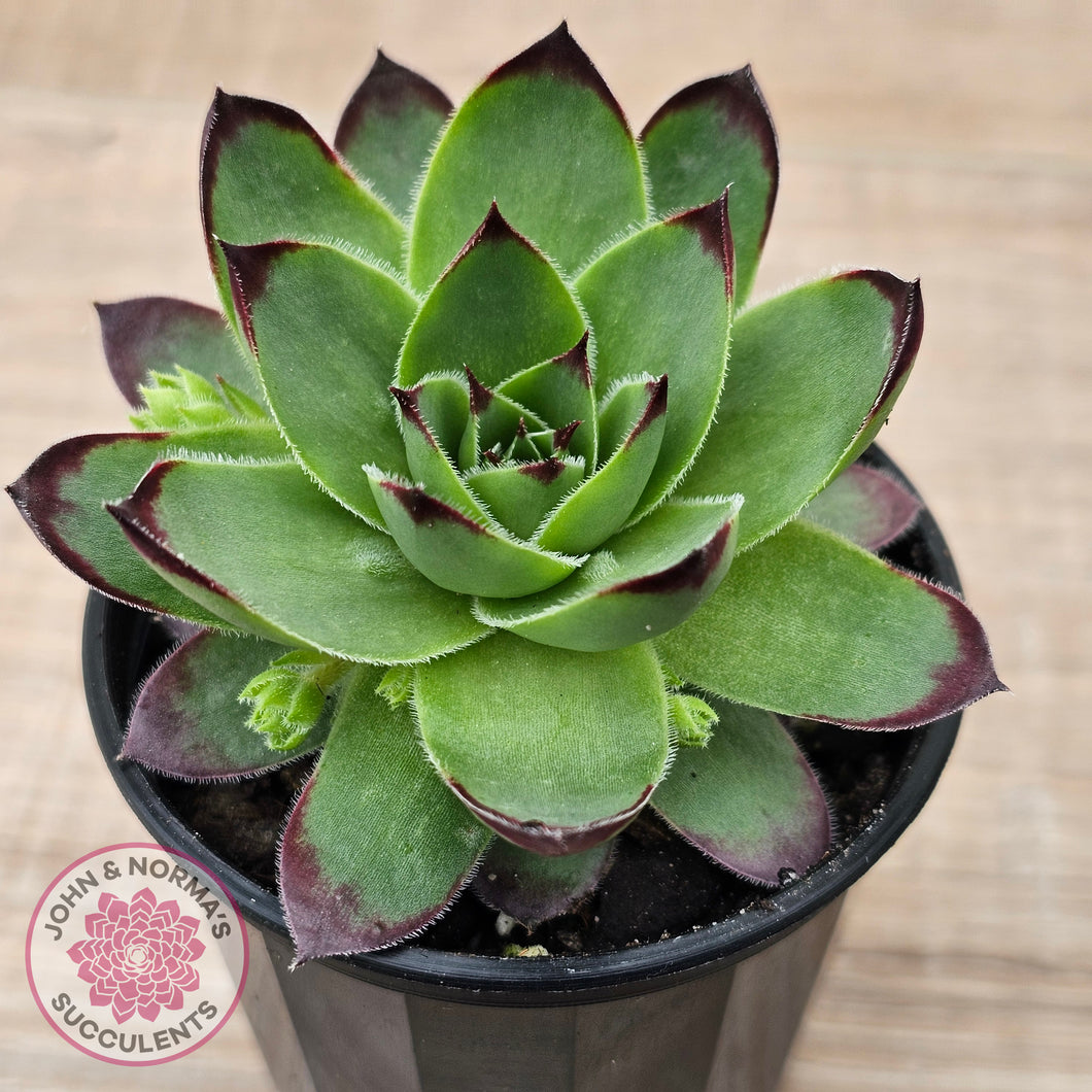 Sempervivum 'Jolly Green Giant'