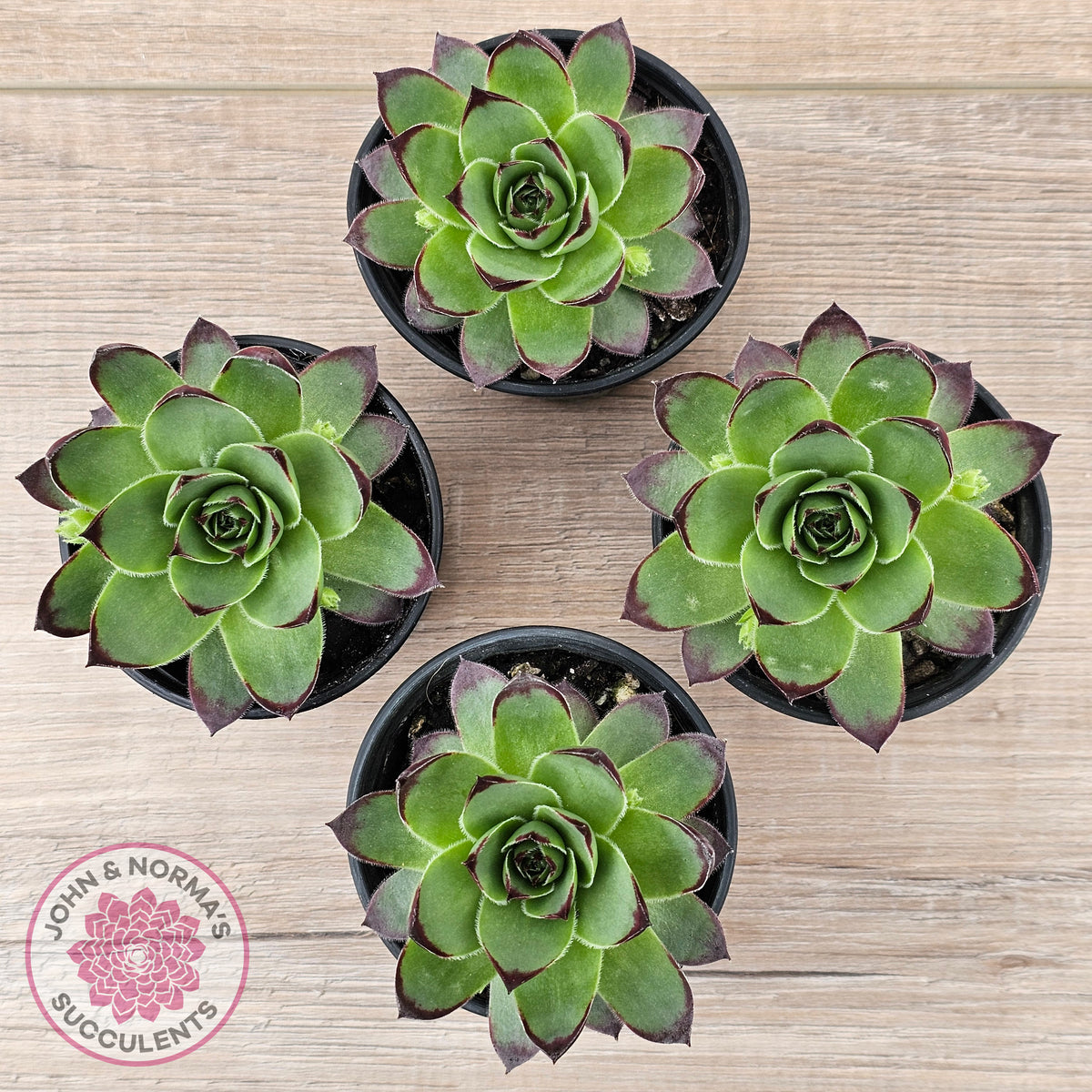 Sempervivum 'Jolly Green Giant'
