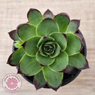 Sempervivum 'Jolly Green Giant'
