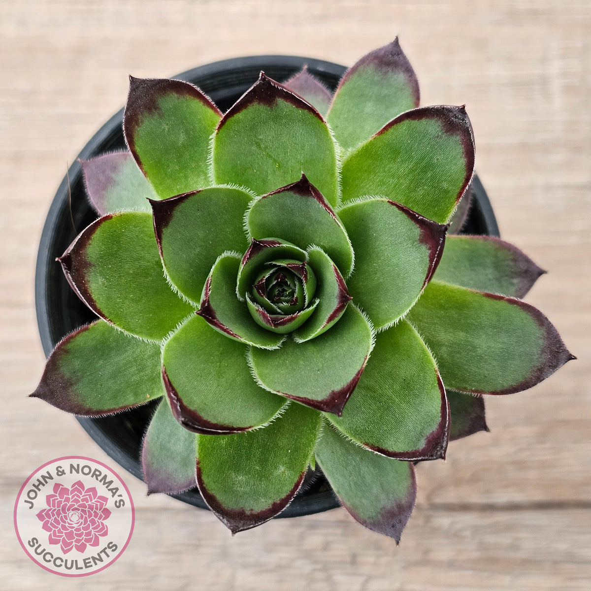 Sempervivum 'Jolly Green Giant'