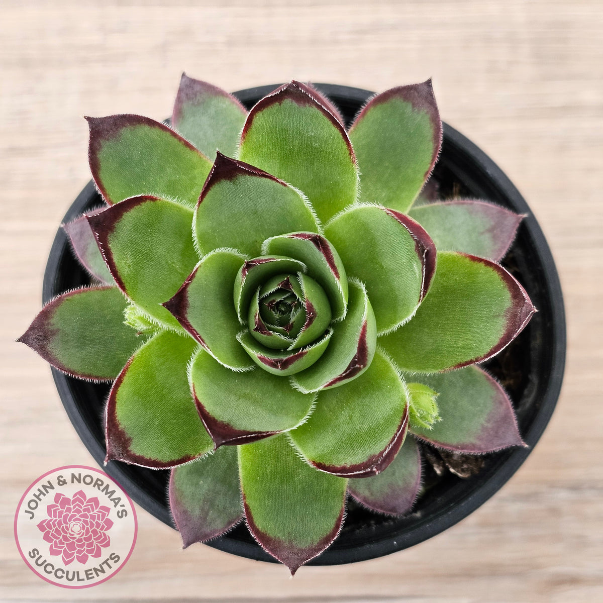 Sempervivum 'Jolly Green Giant'