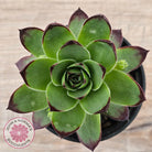 Sempervivum 'Jolly Green Giant'
