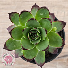 Load image into Gallery viewer, Sempervivum &#39;Jolly Green Giant&#39;
