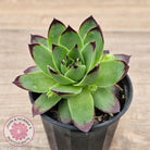 Sempervivum 'Jolly Green Giant'