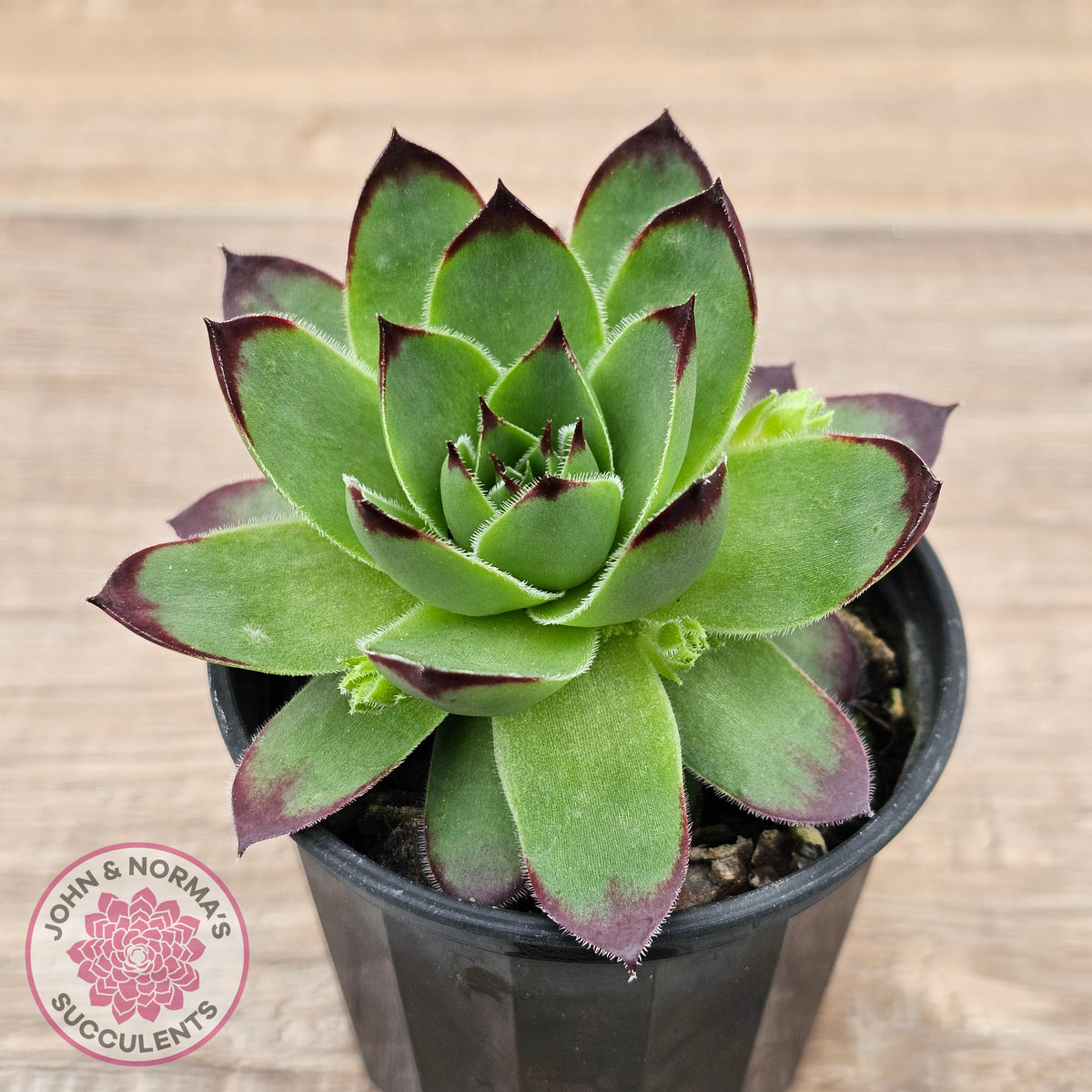 Sempervivum 'Jolly Green Giant'