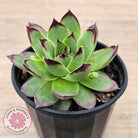 Sempervivum 'Jolly Green Giant'