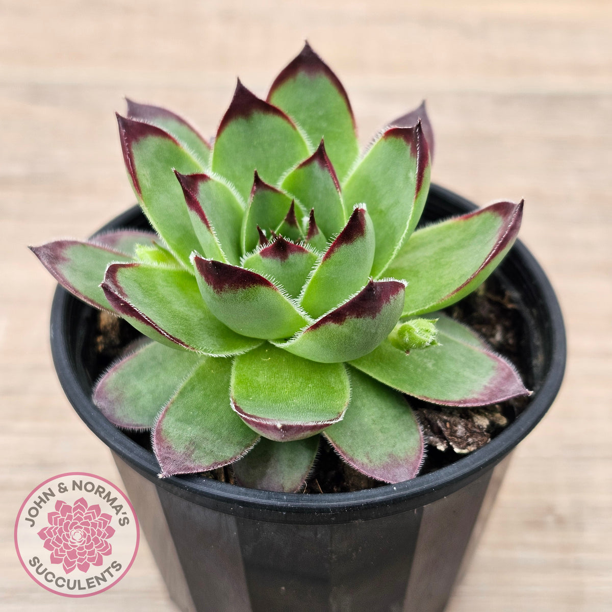 Sempervivum 'Jolly Green Giant'