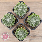 Sempervivum 'Kramer's Spinrad'