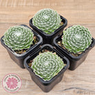 Sempervivum 'Kramer's Spinrad'