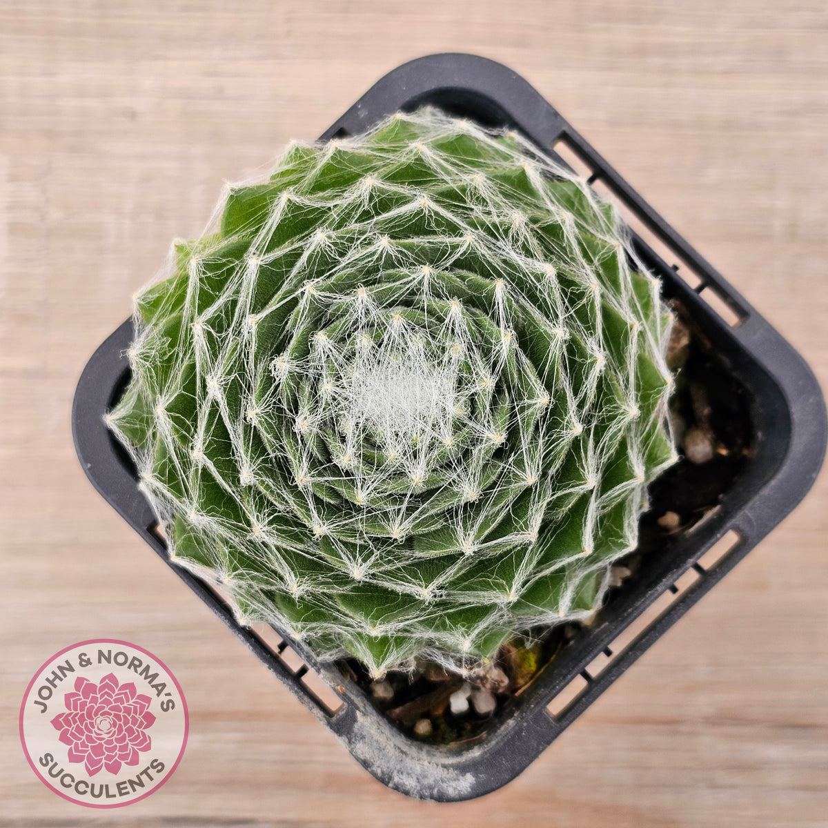 Sempervivum 'Kramer's Spinrad'