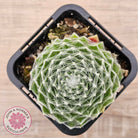Sempervivum 'Kramer's Spinrad'