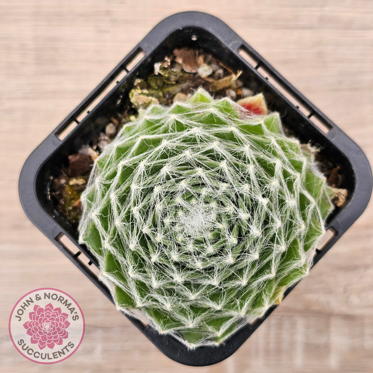 Sempervivum 'Kramer's Spinrad'