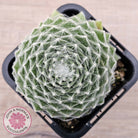 Sempervivum 'Kramer's Spinrad'