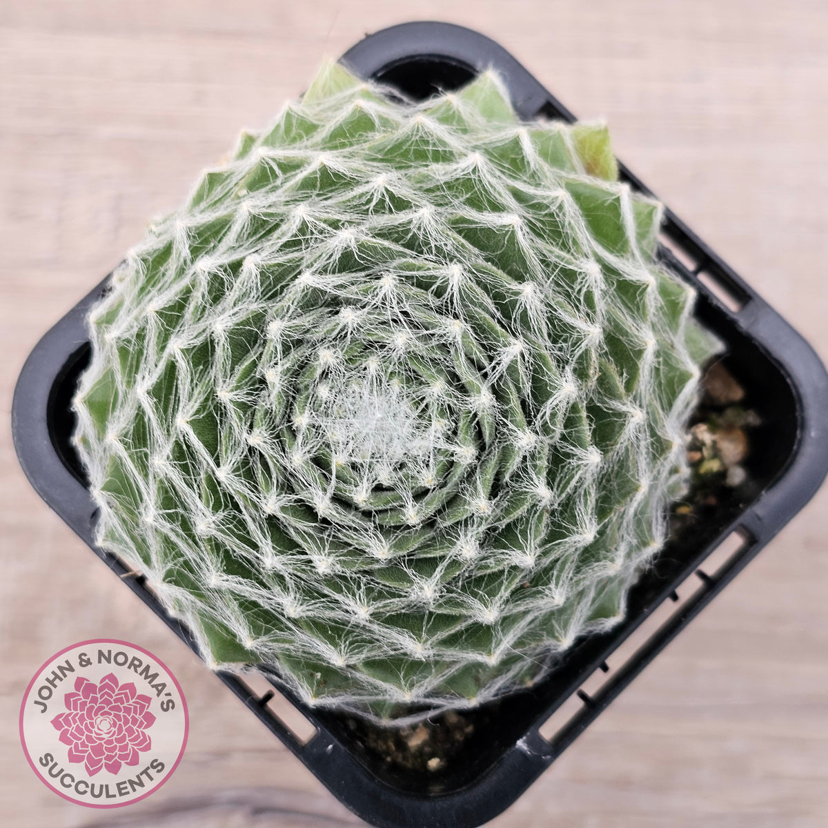 Sempervivum 'Kramer's Spinrad'