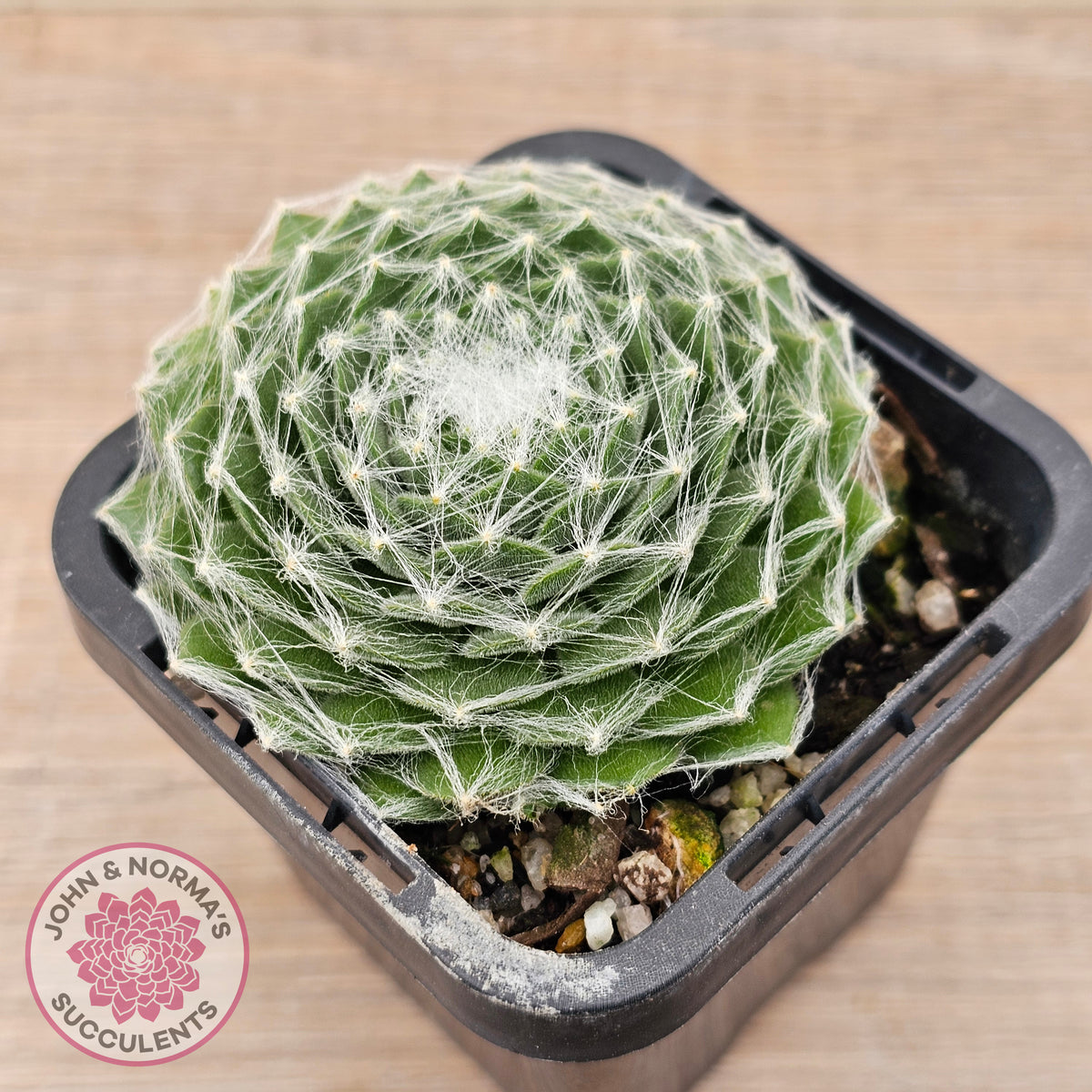 Sempervivum 'Kramer's Spinrad'