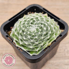 Sempervivum 'Kramer's Spinrad'