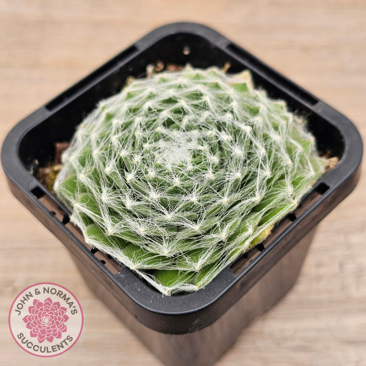 Sempervivum 'Kramer's Spinrad'