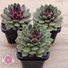 Sempervivum 'Lavender and Old Lace'