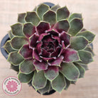 Sempervivum 'Lavender and Old Lace'