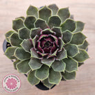 Sempervivum 'Lavender and Old Lace'