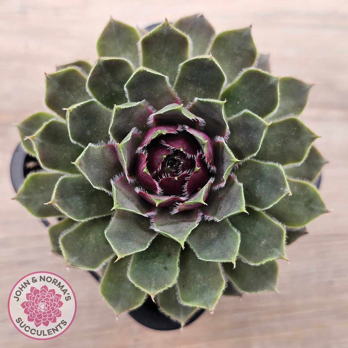 Sempervivum 'Lavender and Old Lace'