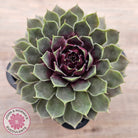Sempervivum 'Lavender and Old Lace'