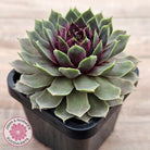 Sempervivum 'Lavender and Old Lace'