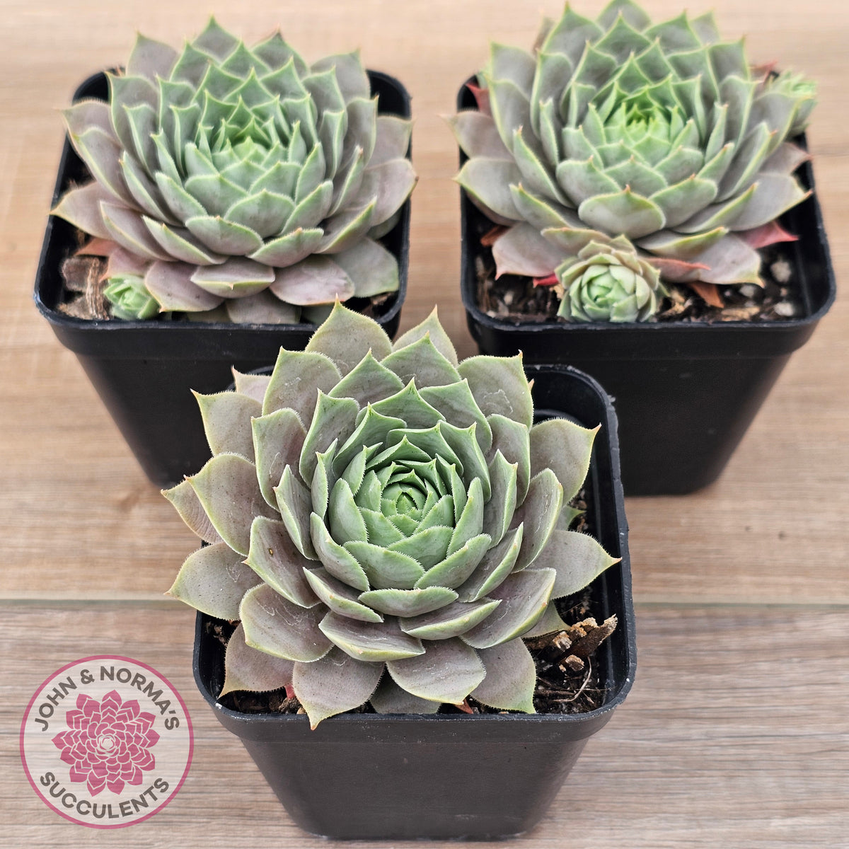 Sempervivum 'Lilac Time'