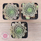 Sempervivum 'Lilac Time'