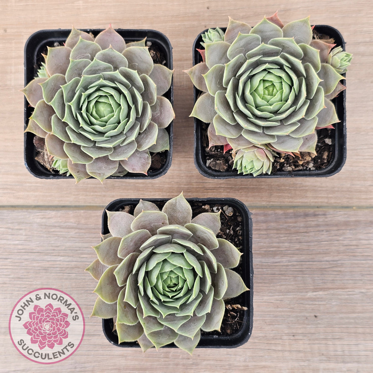 Sempervivum 'Lilac Time'