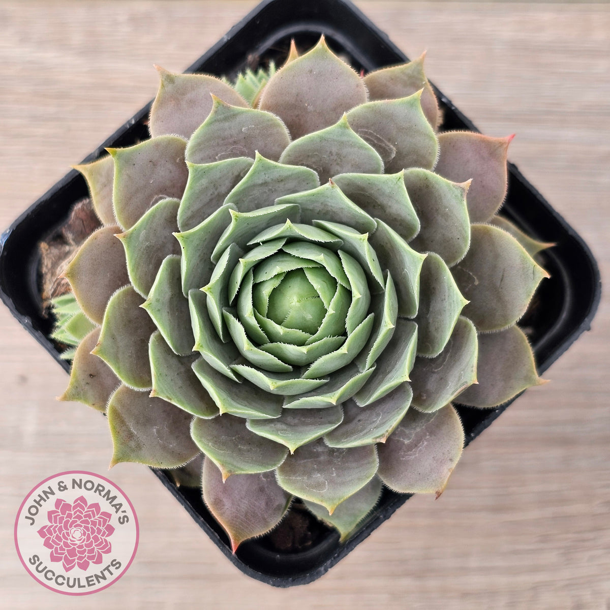 Sempervivum 'Lilac Time'