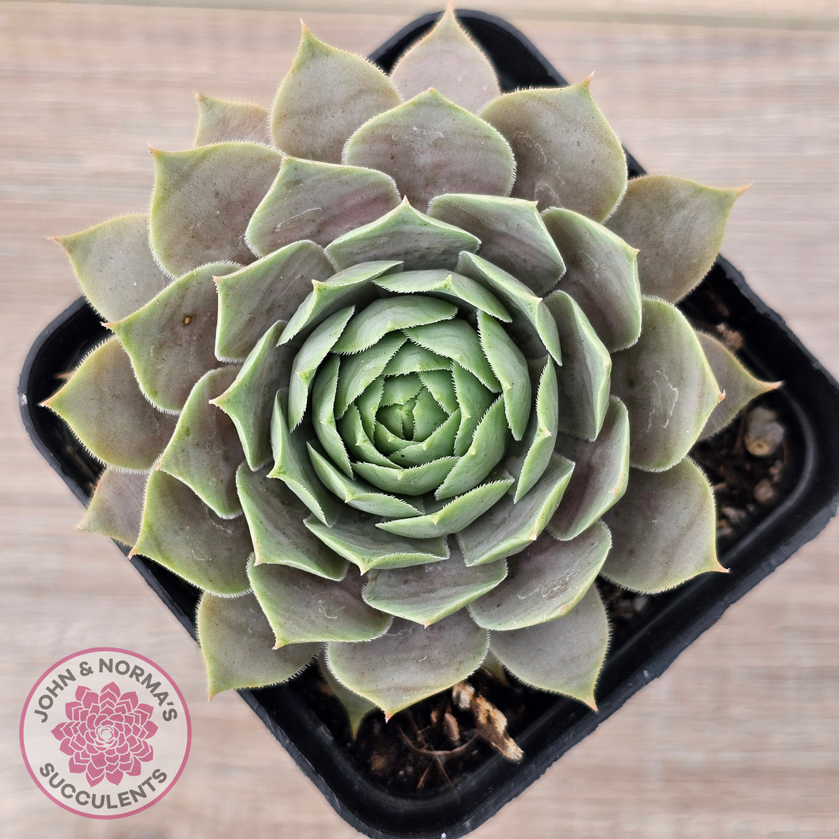Sempervivum 'Lilac Time'