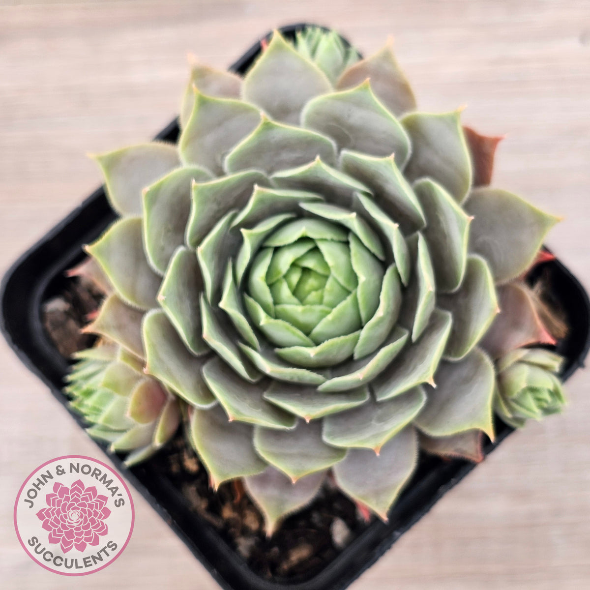 Sempervivum 'Lilac Time'
