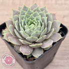 Sempervivum 'Lilac Time'