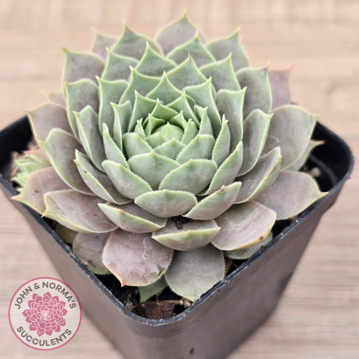 Sempervivum 'Lilac Time'